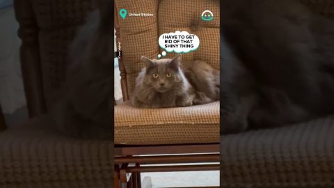 Cat Hates Trumpet || ViralHog