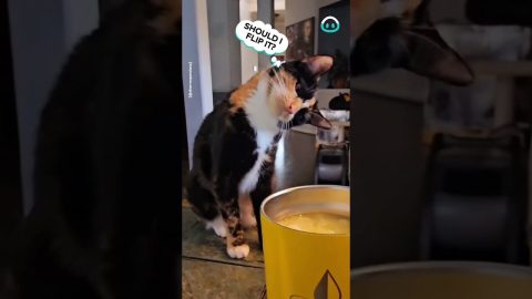 This Cat Wants A Drink || ViralHog