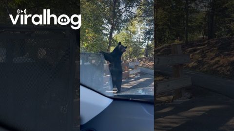 Black Bear Opens Driver's Door || ViralHog