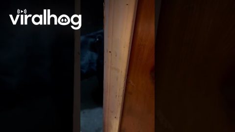 Mr. Doorman Does His Thing || ViralHog