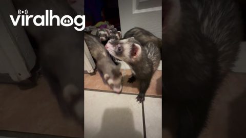 Opening Door Releases Ferret Army || ViralHog