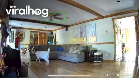 Goat Breaks Through Glass Door || ViralHog