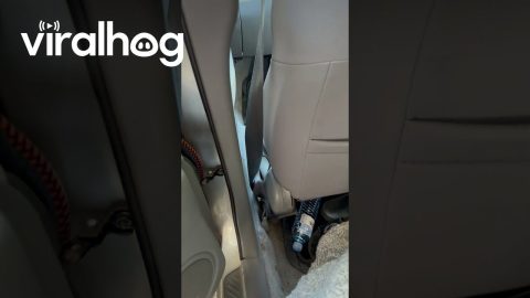 Red-Bellied Black Snake Hidden in Car Door || ViralHog