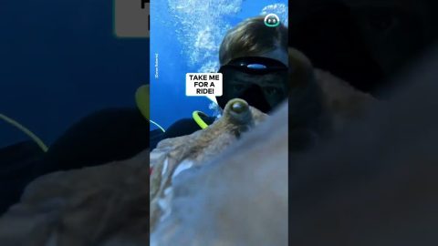 Octopus Says Hi To Diver || ViralHog