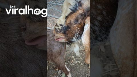 Rutting Goat Can't Keep His Thoughts to Himself || ViralHog