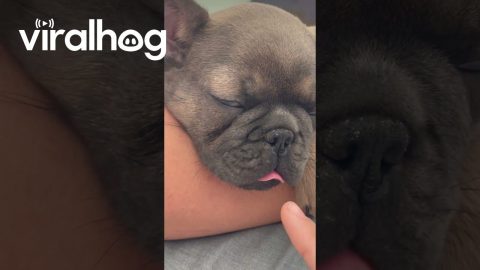 Sleepy Frenchie || ViralHog