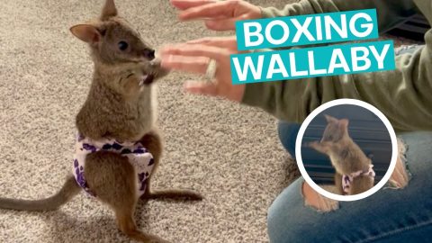 Baby Wallaby Boxer || ViralHog