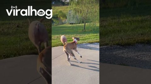 Great Dane Puppy Plays With Friendly Pig || ViralHog