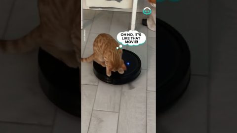 Orange Cat... Being an Orange Cat || ViralHog