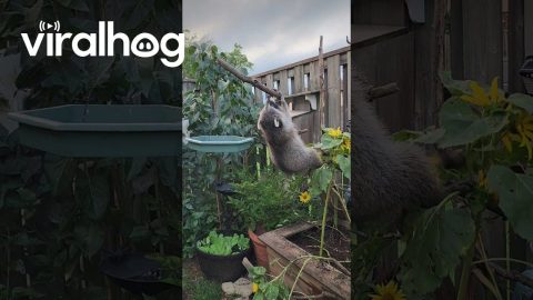 Mischievous Raccoon Takes From Bird Feeder || ViralHog