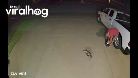 Opossum Startles Man in His Driveway || ViralHog