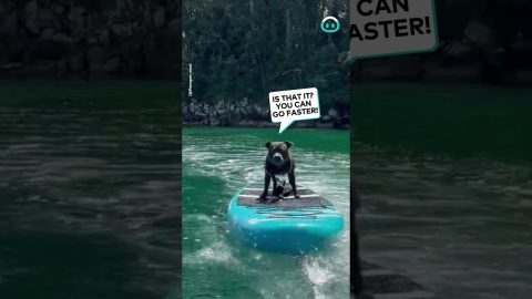 Paddle Boarding Doggo || ViralHog