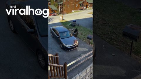Black Bear Cubs Rummage Through Unlocked Car || ViralHog