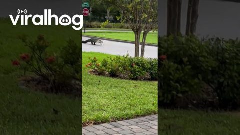 Gator Struts the Streets Ahead of Hurricane || ViralHog