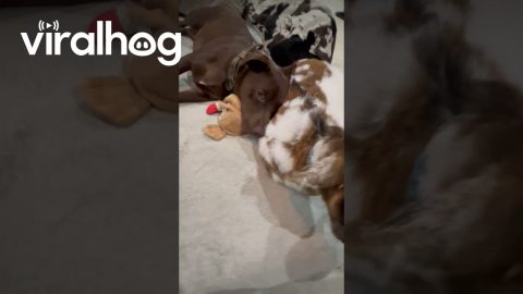 Puppy Cuddles With Baby Goat || ViralHog