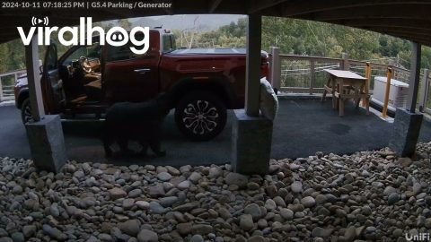 Black Bear Family Raids Unlocked Pickup || ViralHog