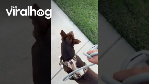 Halloween Decor Has Dog Saying Not Today || ViralHog
