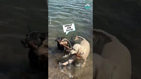 Doggie Team Work To Retreive Stick || ViralHog