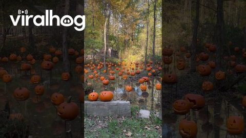 Pumpkin Park || ViralHog