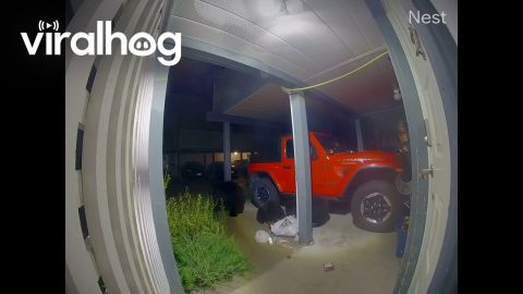 Black Bear Charges Family Dog || ViralHog