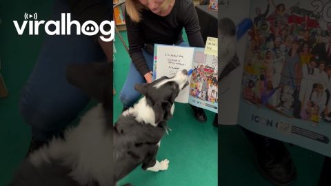 Simba Signs Autographs at the Cheltenham Literary Festival || ViralHog