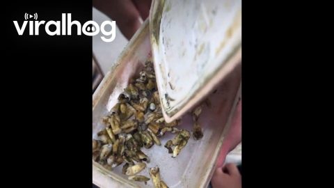 Family Finds Container of Human Teeth || ViralHog