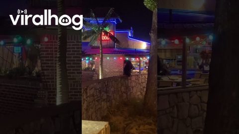 Restaurant Staff Tell Bear to Leave || ViralHog