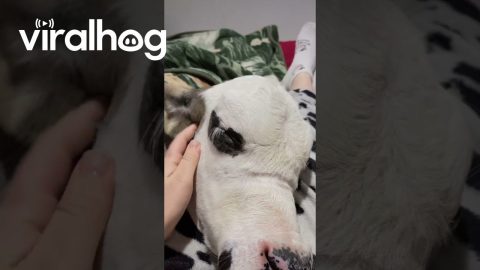 Spoiled Cow Calf Cuddles In Bed || ViralHog