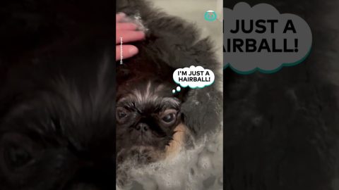 Fluffy Friend Takes a Bath || ViralHog