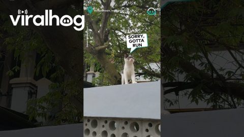 Super Hero Kitten On Patrol || ViralHog