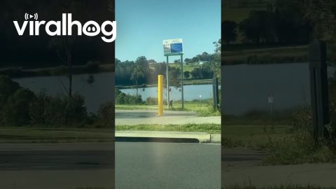 Magpie Swoops Down on Woman || ViralHog