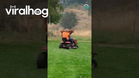 This Dog Is Ready To Mow || ViralHog