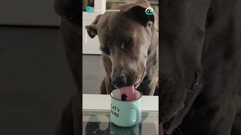 Dog Practices Mug Drinking || ViralHog