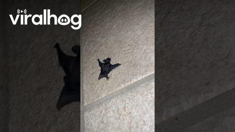 Tiny Bat On Bathroom Floor || ViralHog