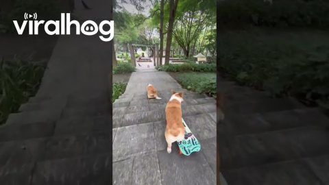 Corgi Friends Skate Together || ViralHog
