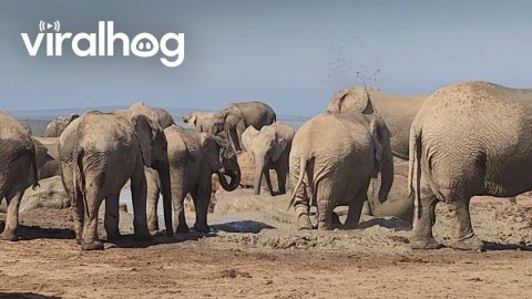 Elephants Get Into Scuffle at Watering Hole || ViralHog