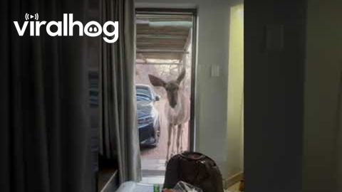 Kudu Visitor Shooed From Room || ViralHog
