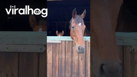 Foal Grows Tall Enough to Peep Over Stable Door || ViralHog