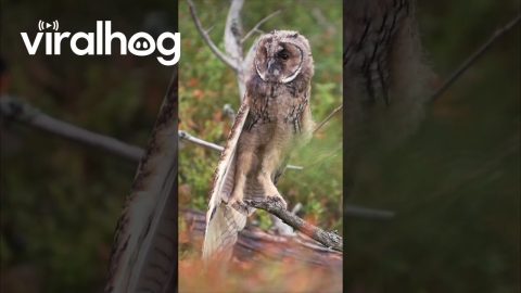 Young Long-Eared Owl Prepares for Flight || ViralHog