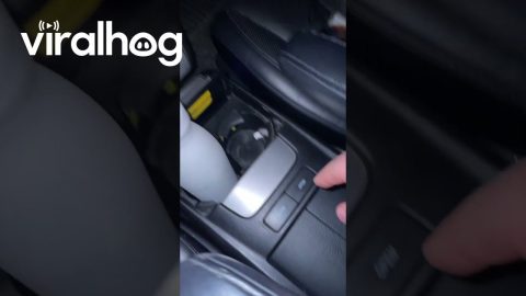 Car Cubby Occupied by Sleepy Kitten || ViralHog
