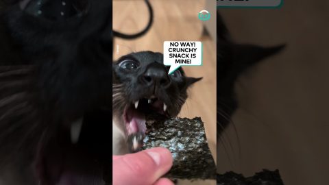 Cat ASMR with Seaweed Chips || ViralHog