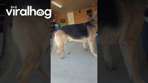 German Shepherd Fetches Wrench || ViralHog