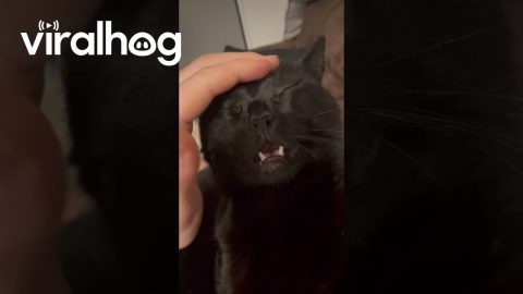 Black Cat Finds Bliss In Head Scratches || ViralHog