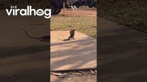 Lizard Runs On Its Hind Legs || ViralHog