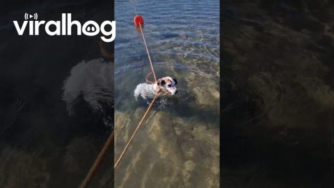 Good Boy Tries to Fetch Buoys || ViralHog