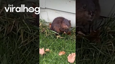 Muskrat Doesn't Like Being Mislabeled || ViralHog