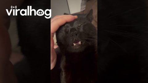 My Void Loves a Good Head Scratch || ViralHog