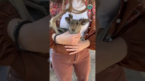Kangaroo Looking For Pouch On Woman || ViralHog