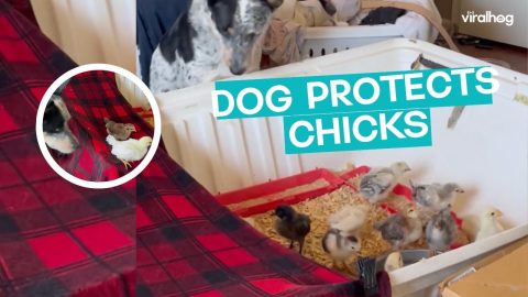 Dog Keeps Chickens Safely In Home || ViralHog