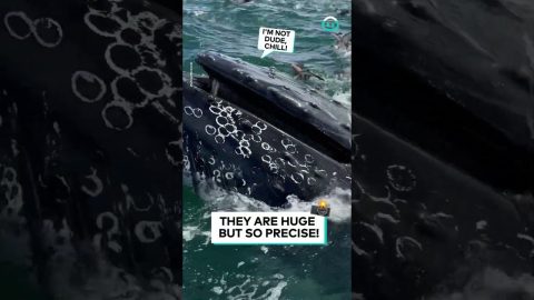 Humpback Whale Amazing Fishing Hack || ViralHog